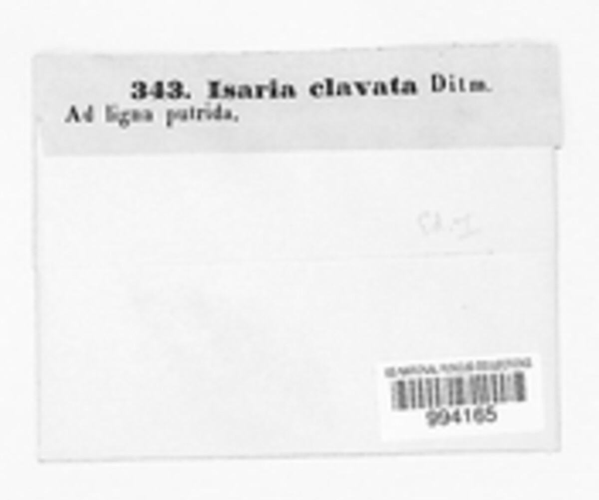 Isaria clavata image